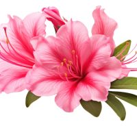 Plantjes zoeken verkopers Plantjes zoeken verkopers