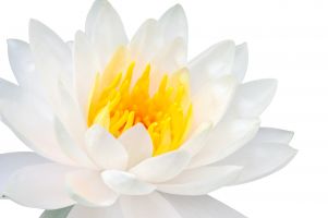 White Lotus Tai Chi Gong